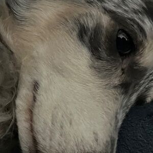 Meet your Posher, Sydney